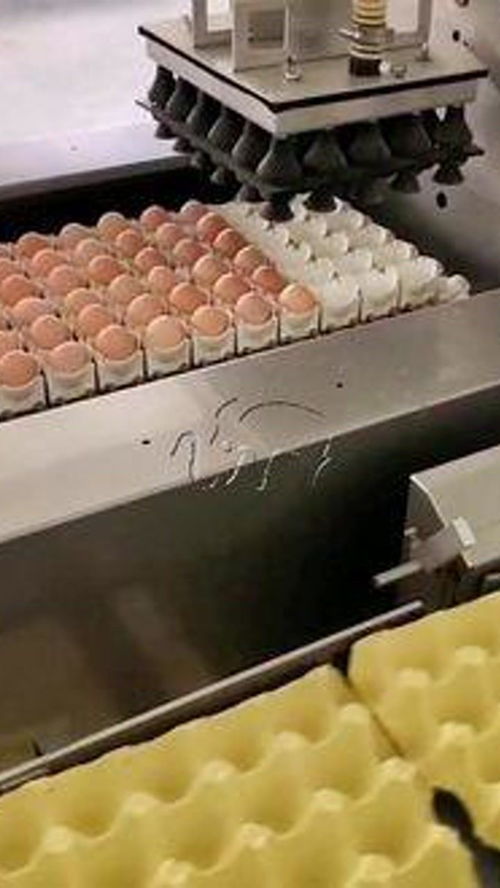 雞蛋自動擺盤流水線 雞蛋 養(yǎng)雞廠 食品機械設(shè)備 自動化生產(chǎn)線